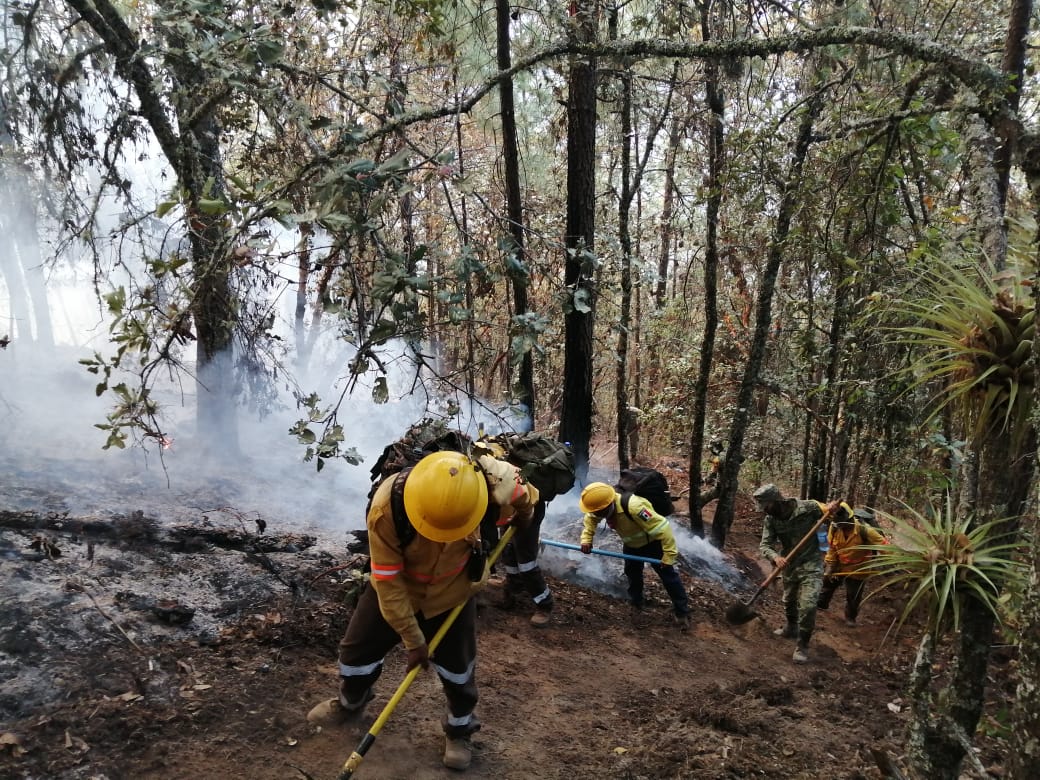 Atiende Coesfo Incendios Forestales En Oaxaca 6 Se Encuentran Activos