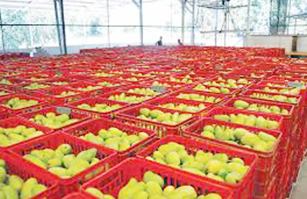 Exportó Oaxaca 39 mil toneladas de mango a EU, Canadá y Europa en 2018, dicen