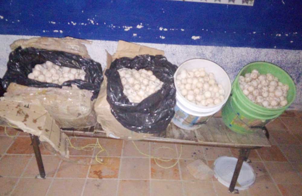 Transportaba al menos 3 mil huevos de tortuga, fue detenida en el Istmo