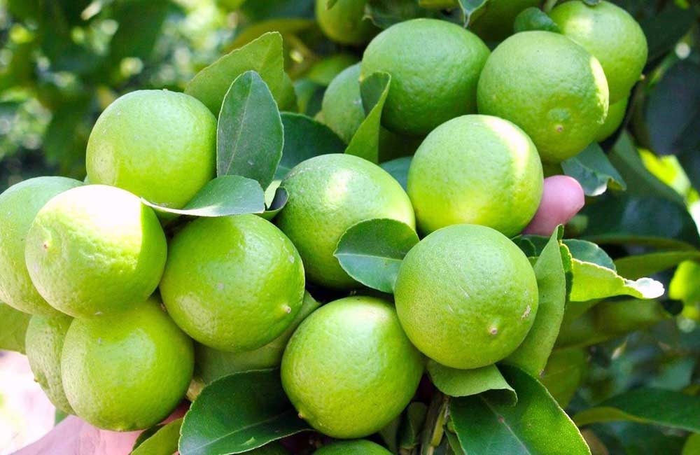 Oaxaca potencia en producción nacional de limón persa, informa SIAP