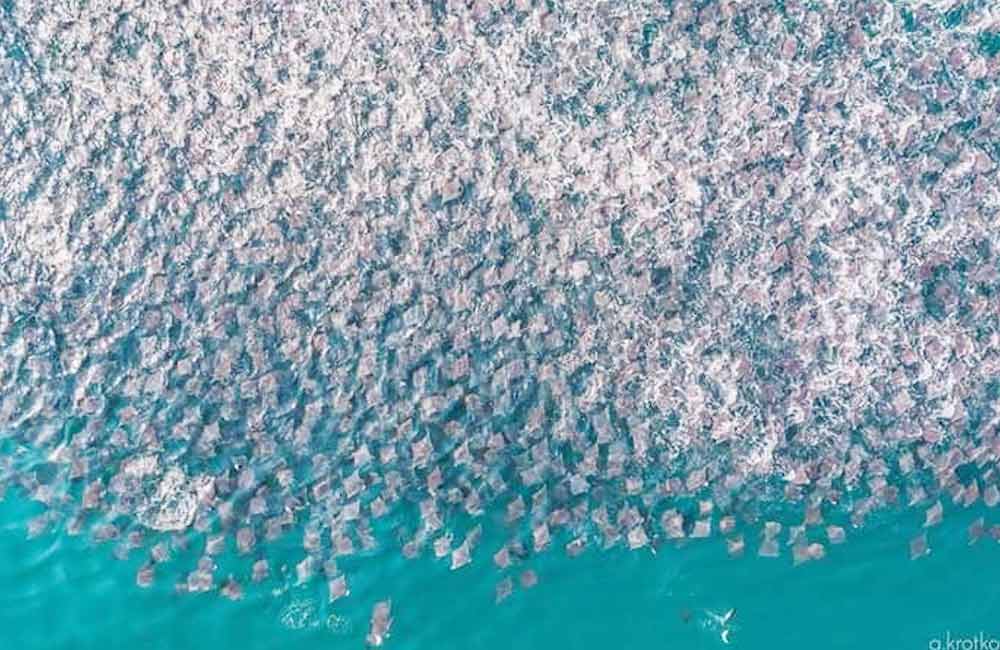 Miles de mantarrayas se arremolinan en playas de Puerto Escondido