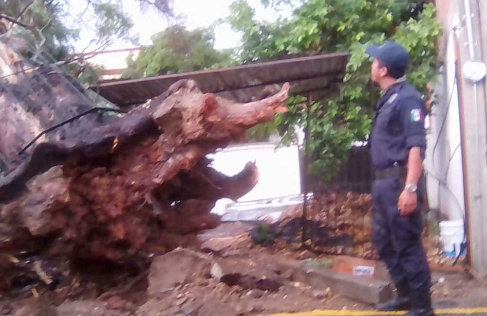 Anegaciones, más arboles, ramas y plafones caídos, saldo de lluvia sobre la Ciudad