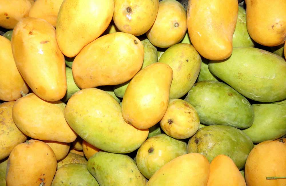 Rebasa Oaxaca meta de exportación de mango a EU, asegura gobierno