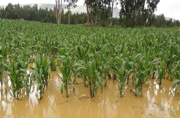 Dañaron sequía y lluvias más de 70 mil hectáreas de cultivos agrícolas: Sedapa