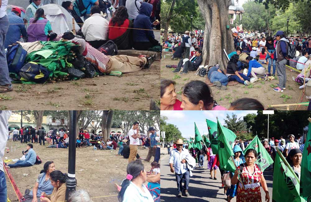 Destruyeron manifestantes 48 mil plantas recién sembradas en el Zócalo