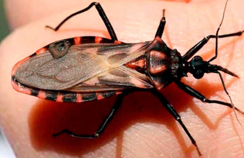 Vuelve la enfermedad de ‘Chagas’ a Oaxaca; suman 92 casos positivos