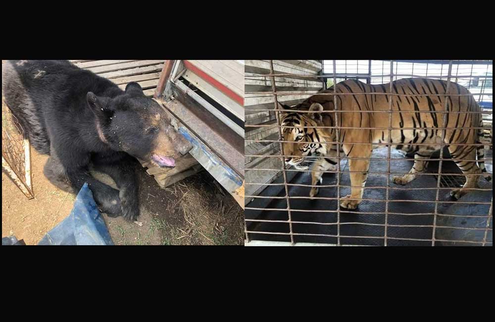 Rescata FGR Tigre de Bengala y Oso Negro en circo de Oaxaca