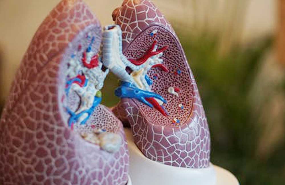 Las vías de infección del Covid-19, ¿más allá del sistema respiratorio?