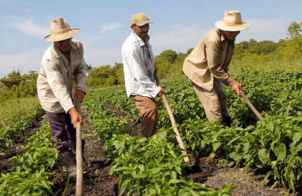 Congreso de Oaxaca da protección legal a la agricultura familiar