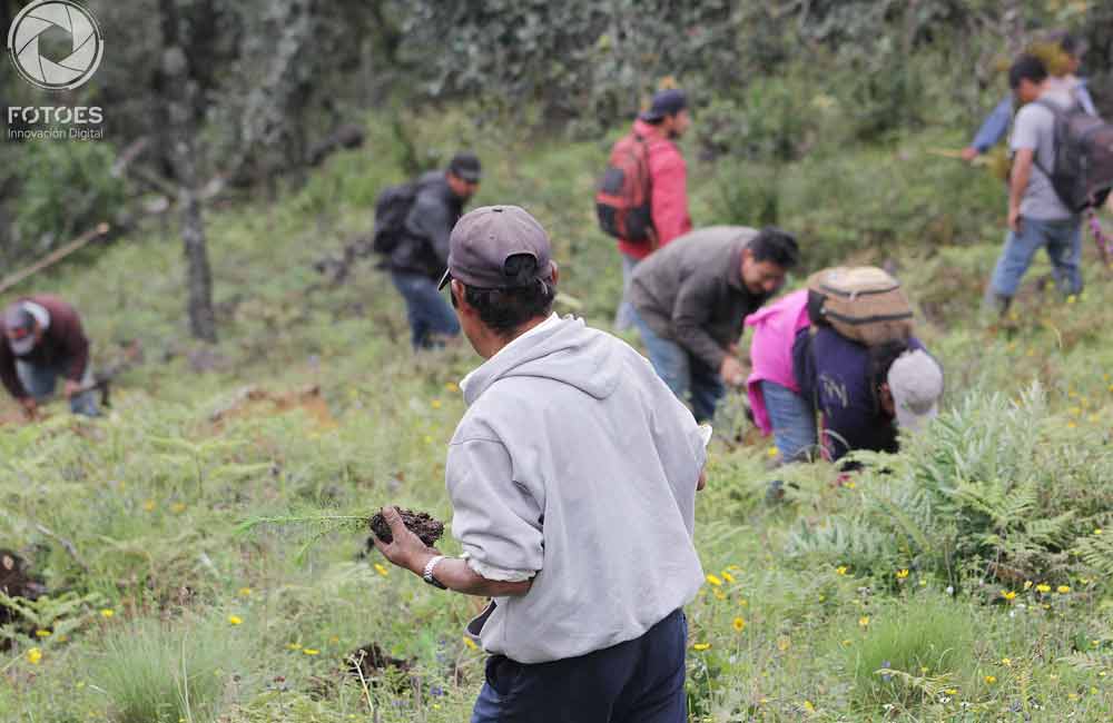 Reforestan en Sierra Norte para heredar bosque sano a las generaciones