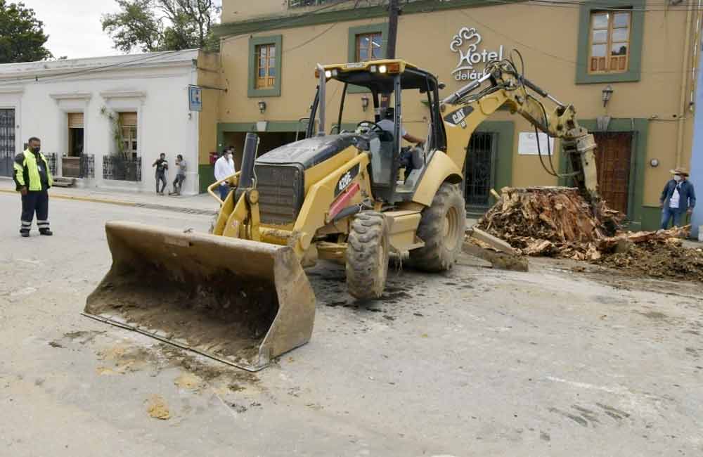 Retira Ayuntamiento laurel de 130 años de edad en Calzada Madero