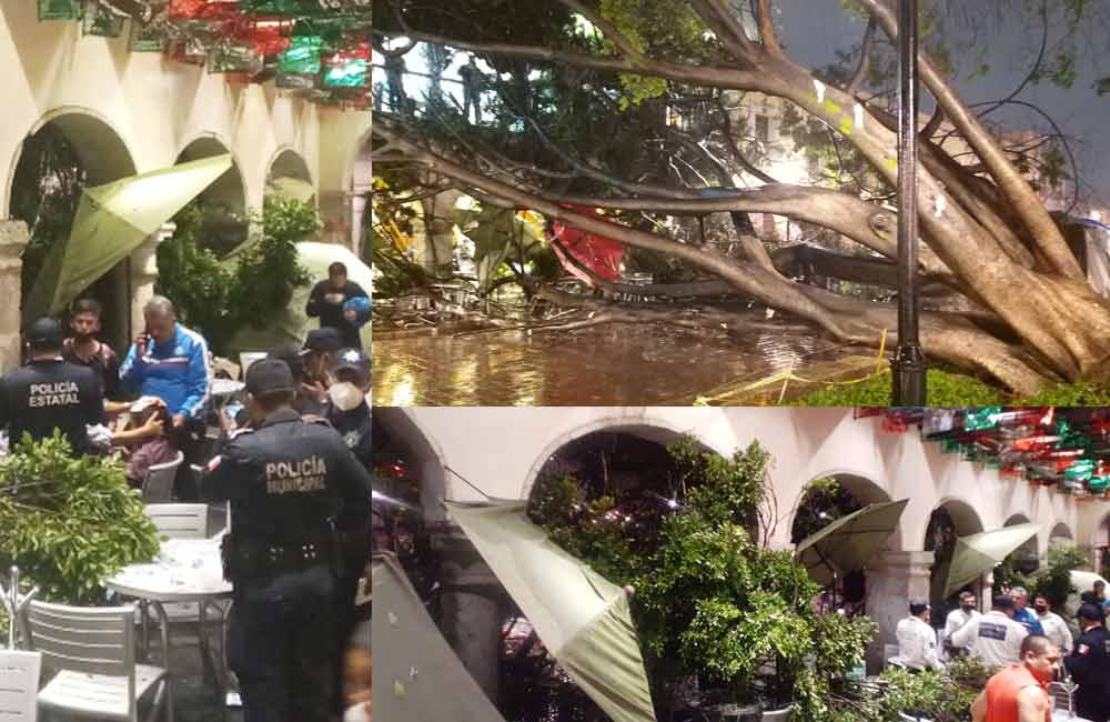Cae otro árbol en el Zócalo; Edil pide a manifestantes abandonar el lugar