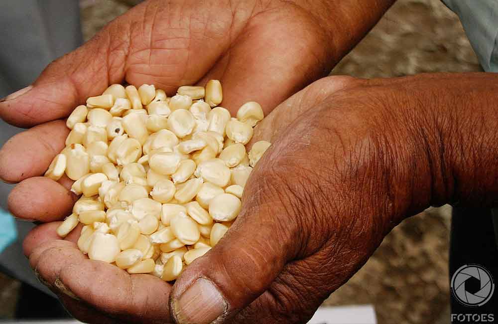 Llaman a conservar 64 razas de maíz nativo de la República Mexicana