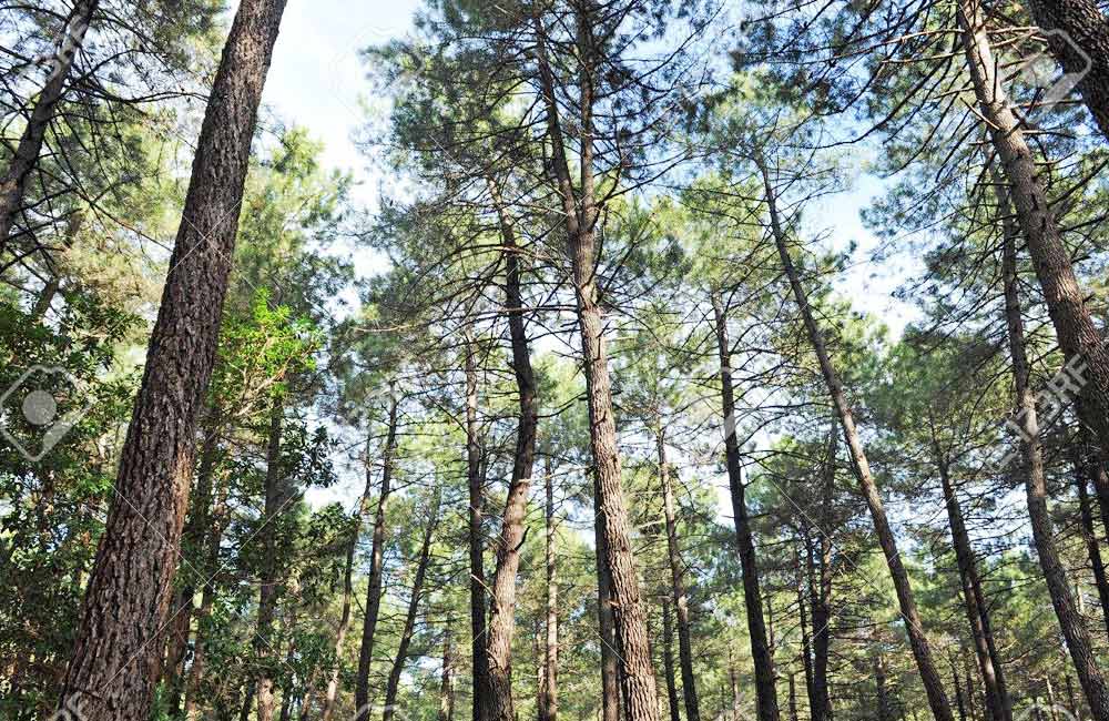 Reforma Congreso Ley de Desarrollo Forestal Sustentable de Oaxaca