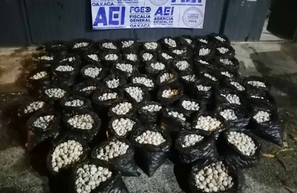 Decomisa FGEO otro cargamento con 30 mil huevos de tortuga