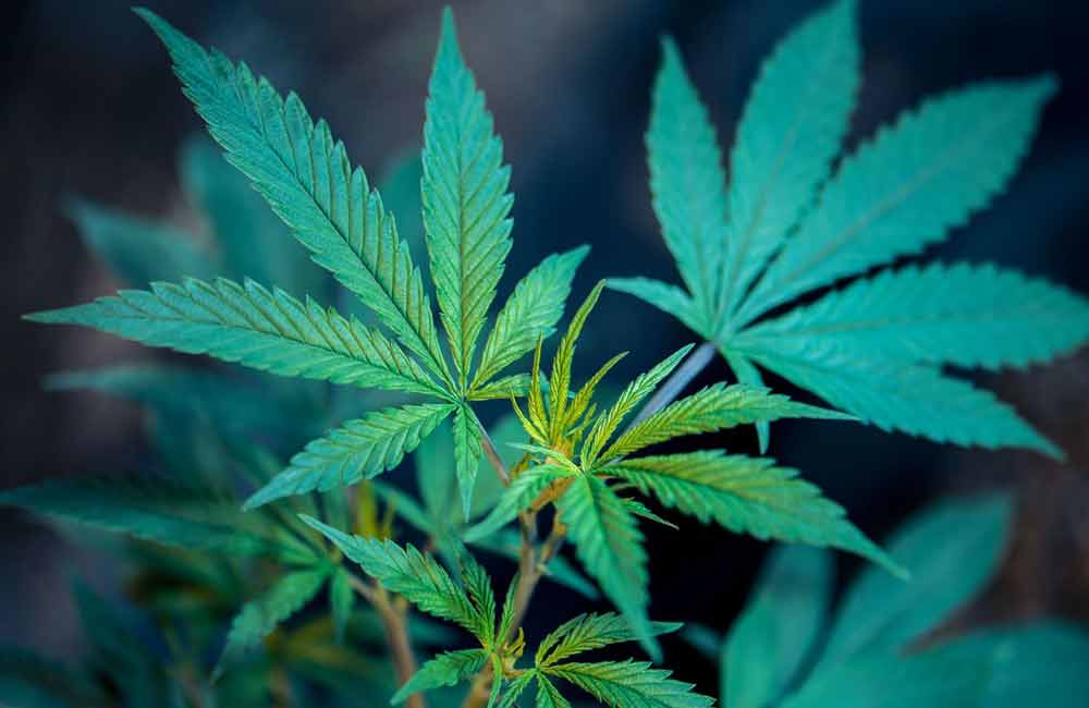 Aprueba el Senado la regulación integral del uso lúdico y cultivo de mariguana