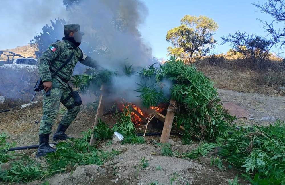 Fiscalía estatal y GN incineraron plantío de marihuana en San Pablo Güilá