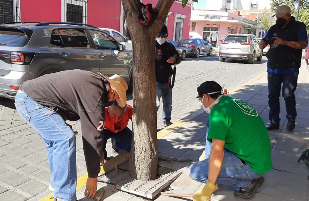 Retiran ambientalistas estructuras metálicas de árboles en el centro de Oaxaca
