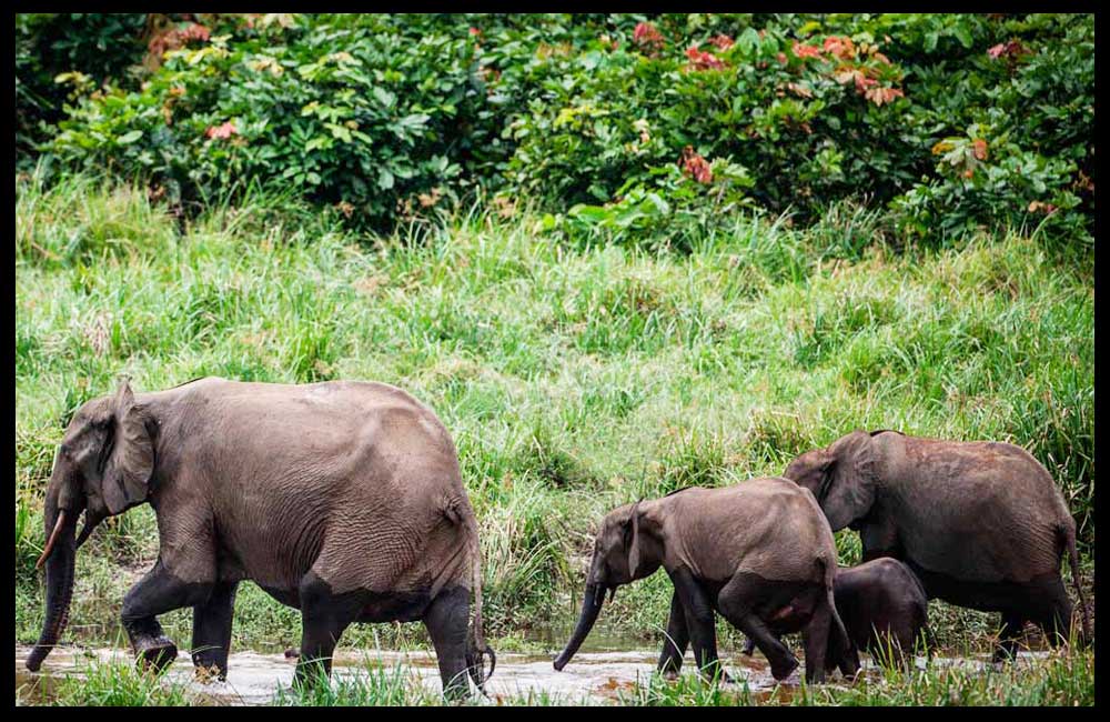 Elefante de selva africano, en lista roja de especies en peligro crítico de extinción