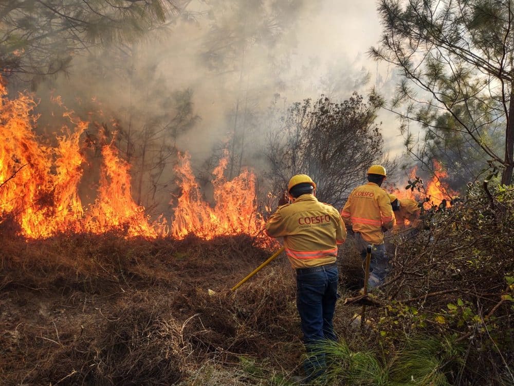 Atiende Coesfo incendios forestales en Oaxaca; 6 se encuentran activos