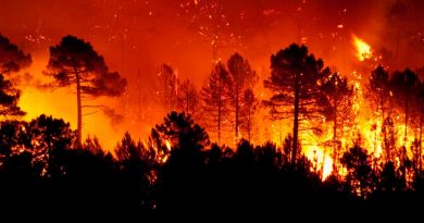Estado de emergencia en 13 municipios de Oaxaca por incendios forestales Estado de emergencia en 13 municipios de Oaxaca por incendios forestales