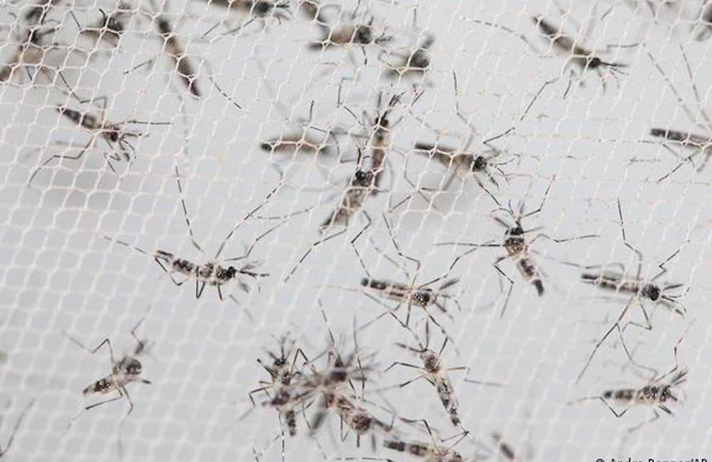 Liberan mosquitos de laboratorio en Florida para reducir enfermedades