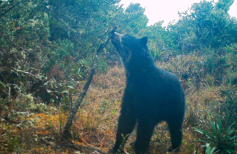 Hallan en Venezuela, dos cachorros Jukumari, el único oso autóctono de Suramérica