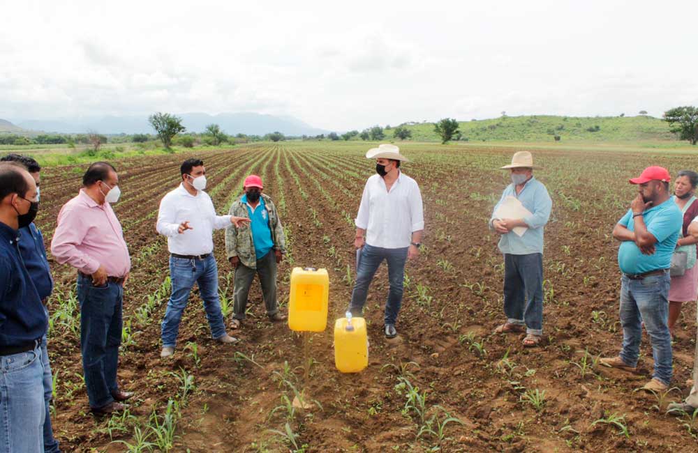 Ponen en marcha campaña fitosanitaria para la producción de maíz