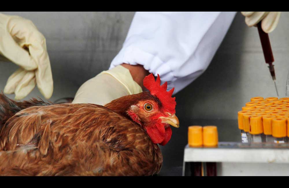 China registra primer caso mundial de gripe aviar H10N3 en humanos