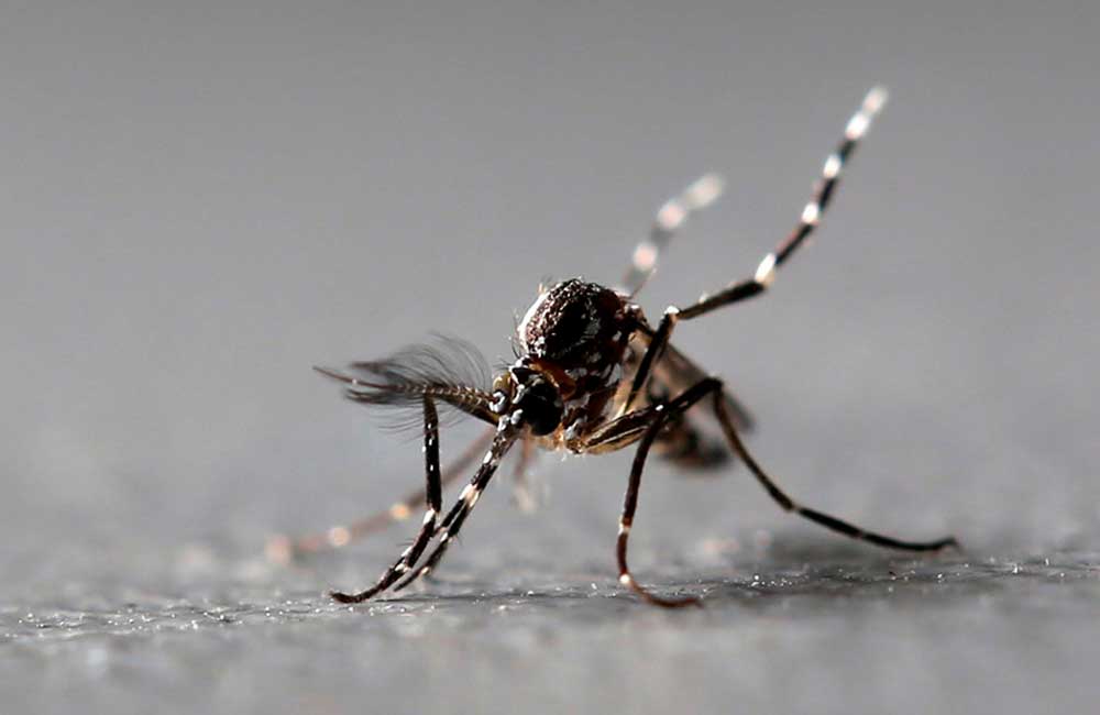 Detectan mosquitos portadores de un virus capaz de paralizar a los humanos en EU