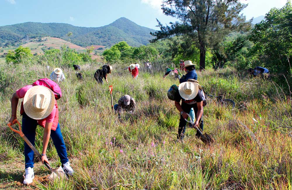 Realiza CECAD campaña de reforestación del Parque Nacional Benito Juárez