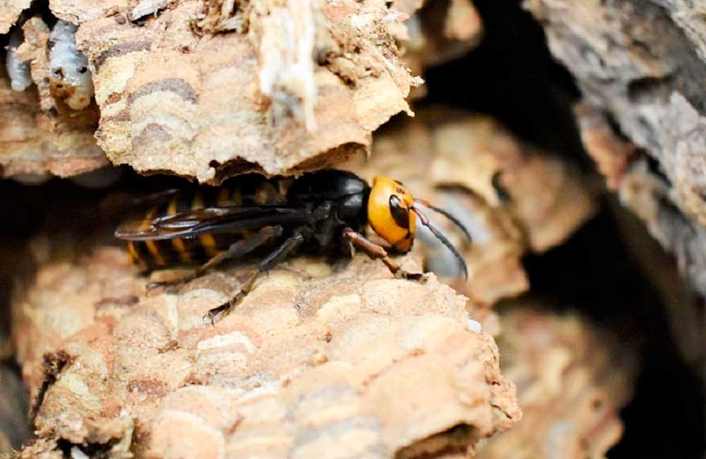 Especialistas eliminan en EU el primer nido de avispones gigantes ‘asesinos’