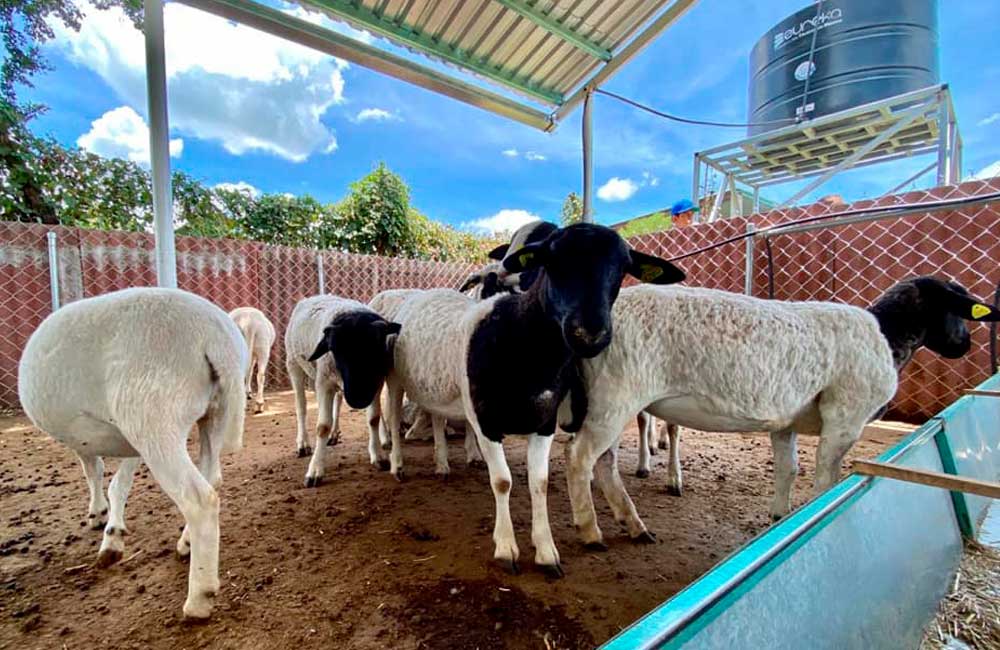 Refuerza Gobierno de Oaxaca campaña de sanidad animal