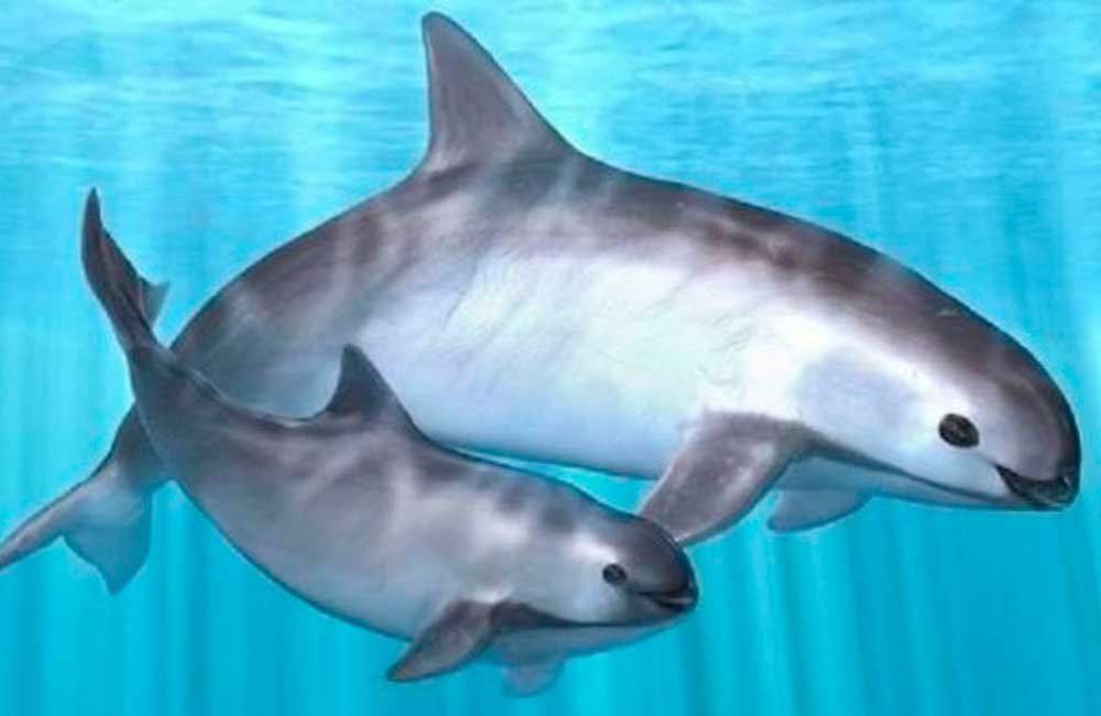 México trabajará con varias ONG para preservar hábitat de vaquita marina