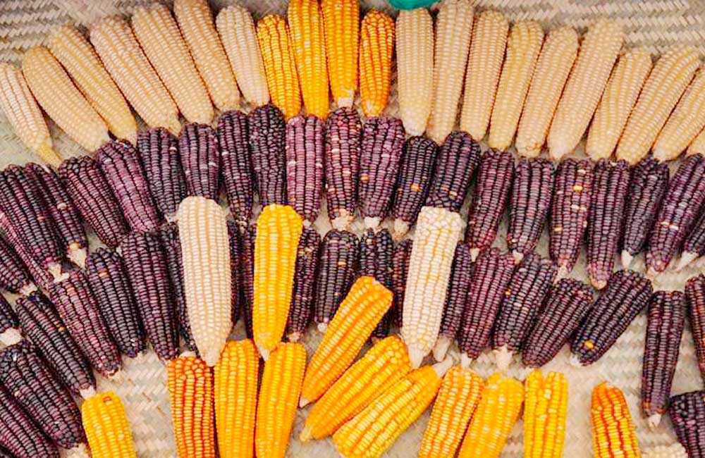 El maíz representa nuestra identidad y enaltece el sabor de la cocina oaxaqueña