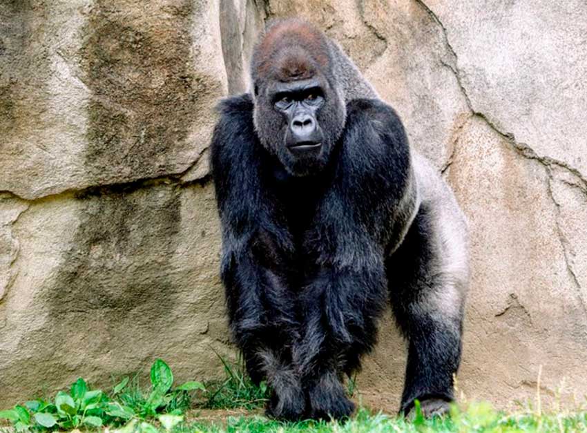 Detectan en Zoológico de EU a grupo de gorilas contagiados de Covid-19