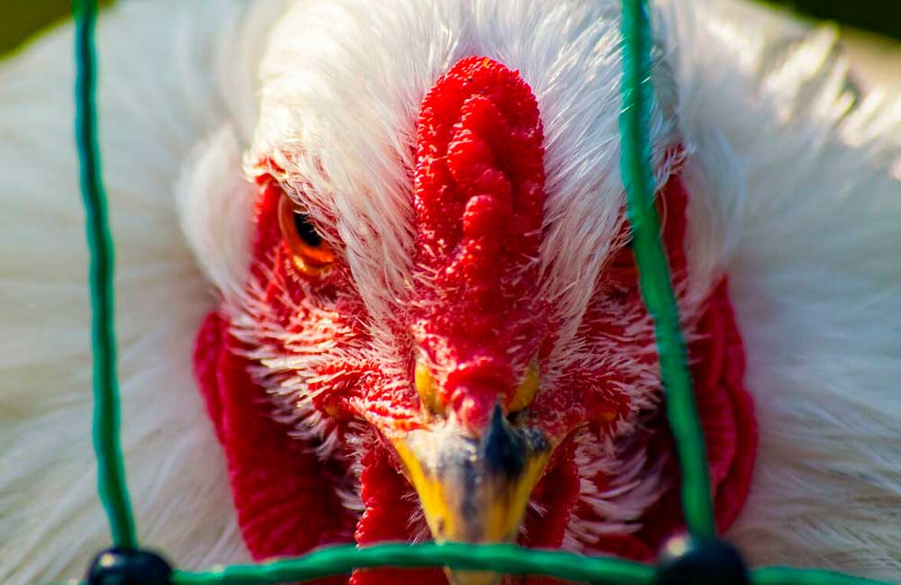 Reporta China caso de gripe aviar de nueva cepa H5N6, en un hombre