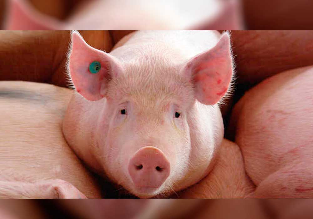 Alertan por peste porcina africana, una amenaza seria para el continente americano