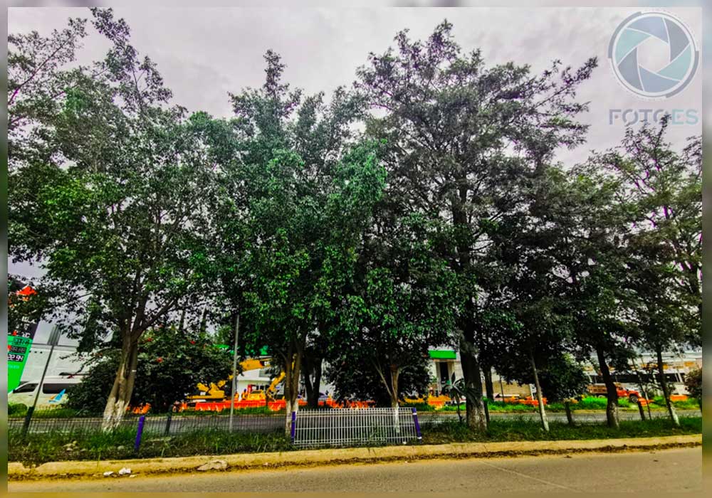 Suspenden tala de árboles en Símbolos Patrios, pero las obras continuarán