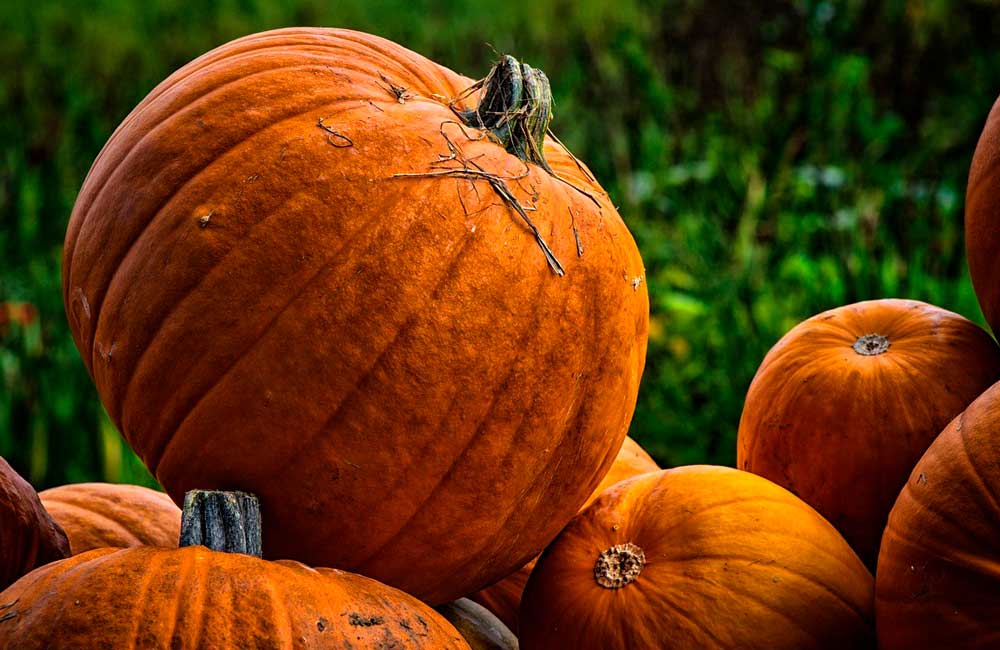 Descubre las vitaminas y recetas de la calabaza de Halloween, la reina de otoño