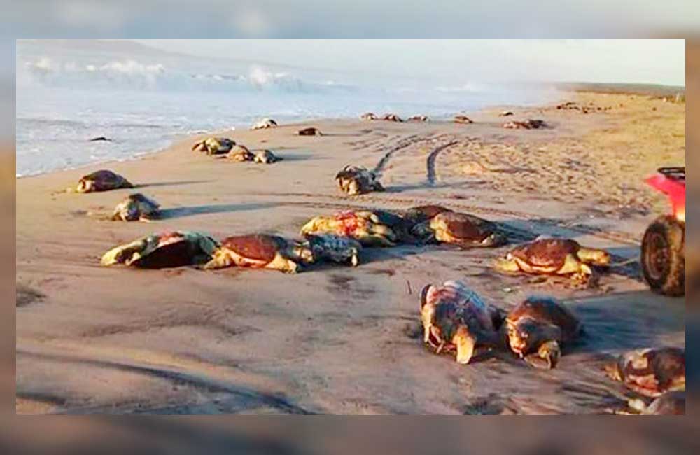 Encuentran 300 tortugas golfinas muertas en el Istmo de Tehuantepec