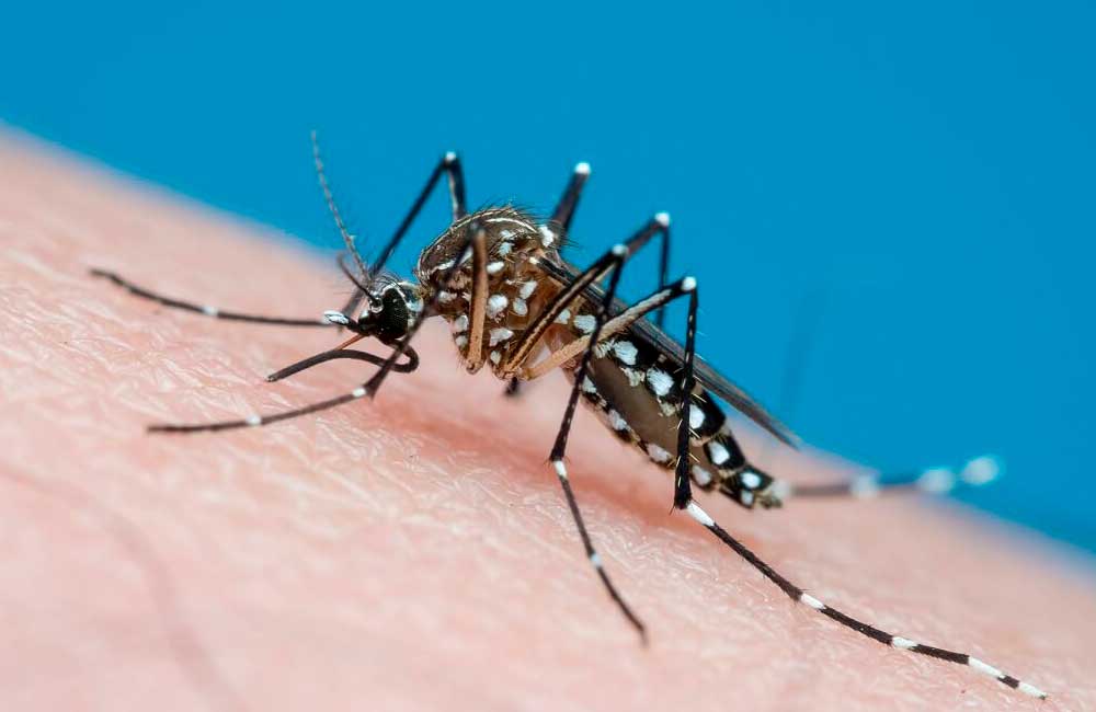 Alertan por mosquitos que podrían transmitir virus mortal: la Encefalitis Equina del Este