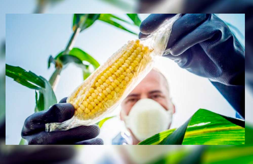 Niega Cofepris por primera vez un permiso para nueva variedad de maíz transgénico