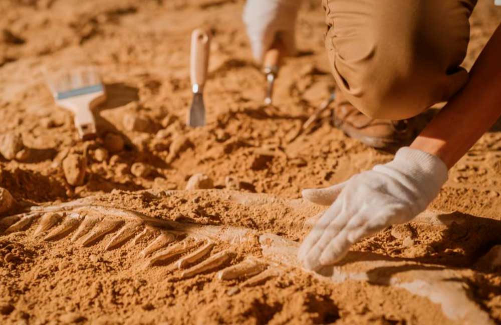 Descubren científicos esqueleto de nueva especie de dinosaurio en Missouri