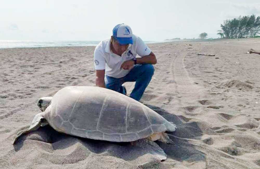 De 197 guardianes de tortugas, solo quedan 26 ante amenazas de muerte por comando armado en Oaxaca