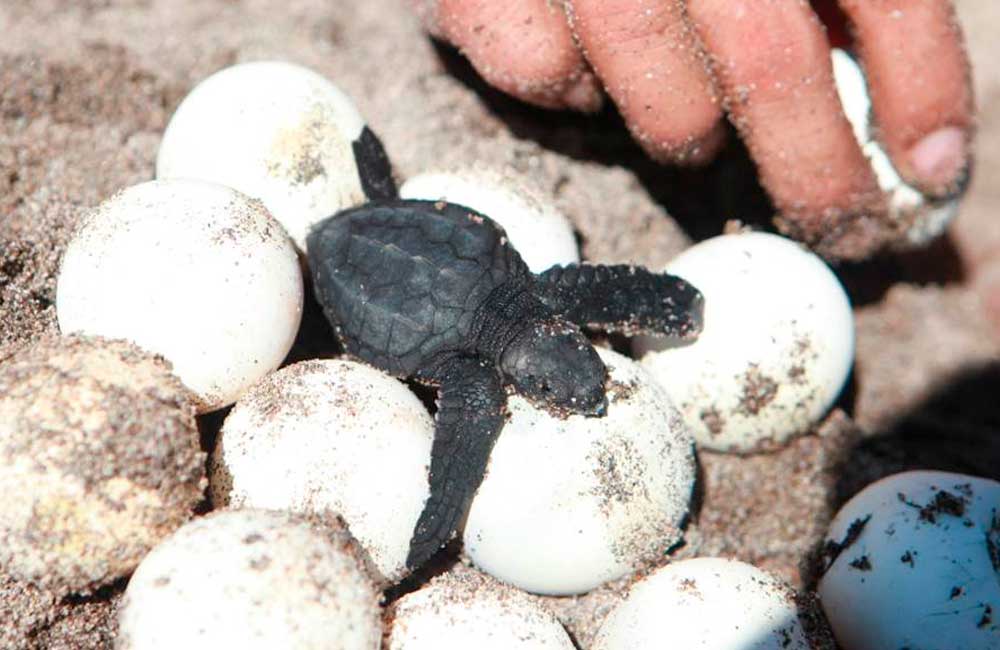 Tráfico ilegal de huevos de tortuga golfina en Oaxaca, imparable