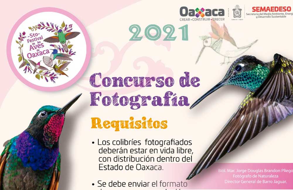 Festival de las Aves Oaxaca invita a concurso de fotografía “Colibríes, belleza iridiscente”