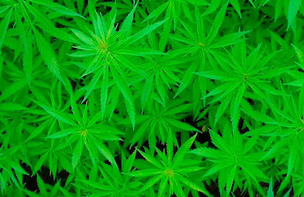 En la antigua China el cannabis era un alimento más importante que el arroz