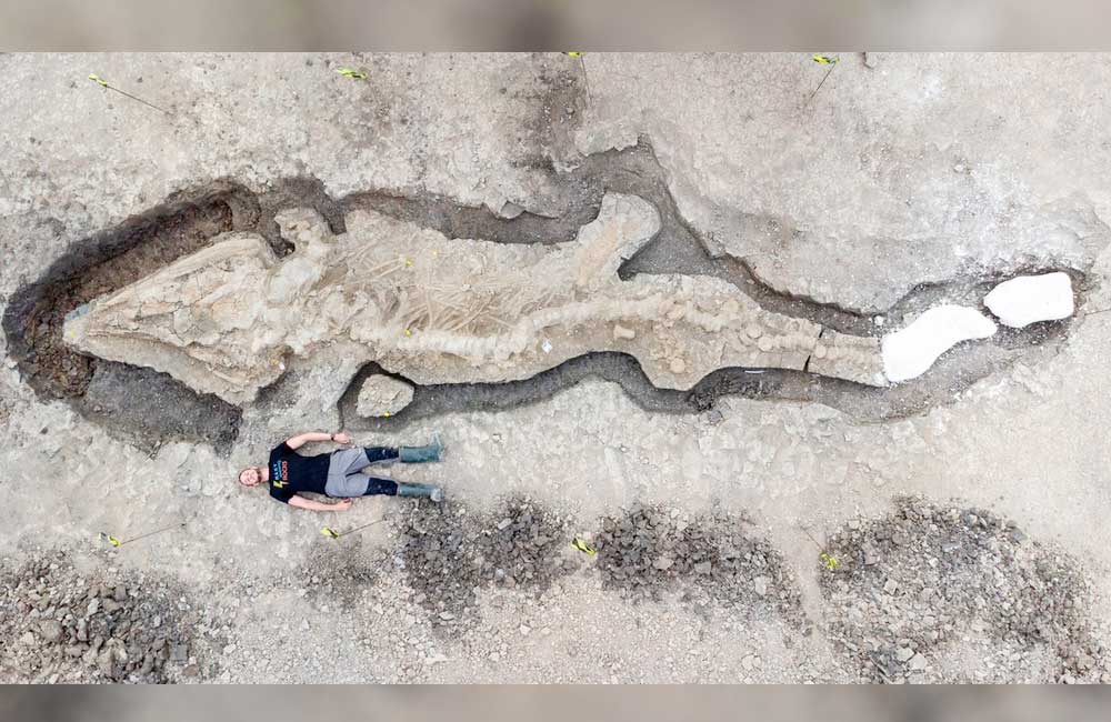 Los restos del ‘dragón marino’ más grande jamás excavado fue encontrado en el Reino Unido