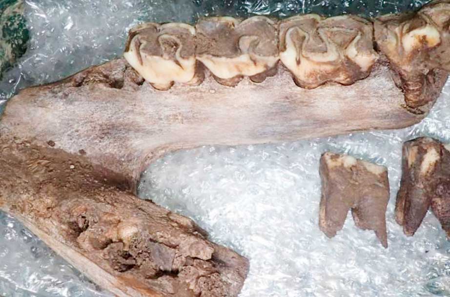 Hallan restos de megafauna de la última edad de hielo en Inglaterra